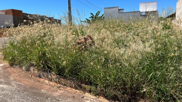 Após notificação, proprietário de terreno tem 10 dias para proceder com a limpeza. Terrenos com matos estão na mira da fiscalização municipal (Siga Mais).
