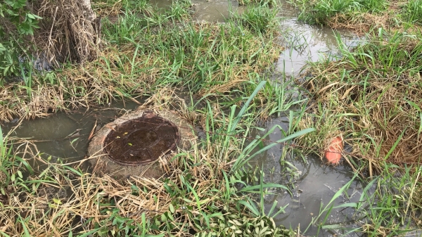 Esgoto vazou pela tampa do poço de vistoria e atingiu vegetação. Foto na manhã desta sexta-feira (19), na Rua Santa Catarina (Foto: Siga Mais).