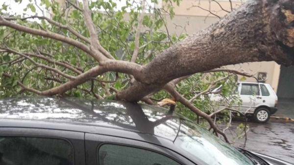 Árvore atingiu carro na Alameda Armando Salles de Oliveira (Cedida/Gustavo Gomes).
