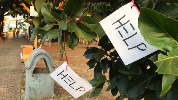 Envelopes em árvores, no Parque dos Pioneiros, em Adamantina (Foto: Siga Mais).