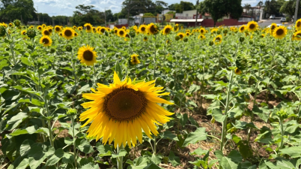 Esp?cie escolhida para a estreia do espa?o foi o girassol (Siga Mais).