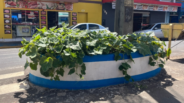 Canteiro central tem cultivo de ab?bora (Siga Mais).
