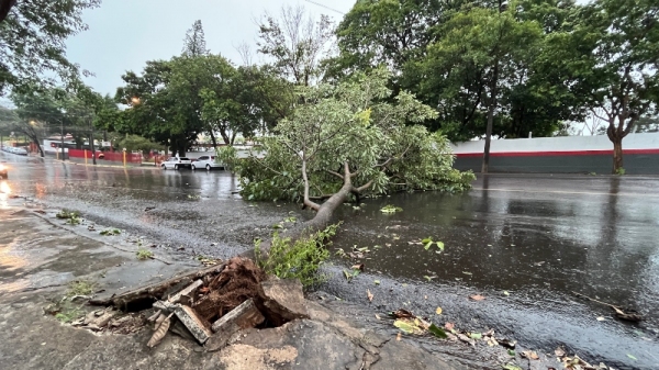 Queda de árvore em frente ao Corpo de Bombeiros (Foto: Siga Mais).