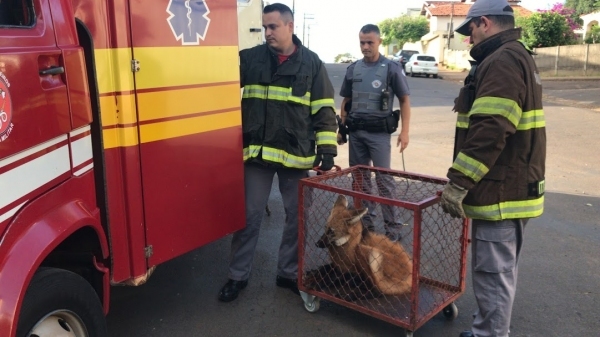 Um recente caso de animal silvestre, em Adamantina, envolveu a captura de um Lobo Guará, na região do Parque dos Pioneiros (Siga Mais).