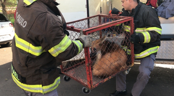 Após passar pelo Parque dos Pioneiros, lobo-guará se refugiou na garagem de uma residência e foi capturado pelos Bombeiros (Fotos: Siga Mais).