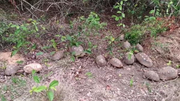 Os 151 jabutis foram devolvidos à natureza, no Parque Estadual do Rio do Peixe nos municípios de Ouro Verde, Dracena e Junqueirópolis (Cedida/PM Ambiental).