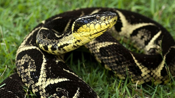 Um possÃvel remédio com o composto presente no veneno da cobra, ao desacelerar a replicação do vÃrus da Covid-19, daria mais tempo para o organismo agir e criar os anticorpos necessários para resistir à doença (Foto: Instituto Vital Brazil).
