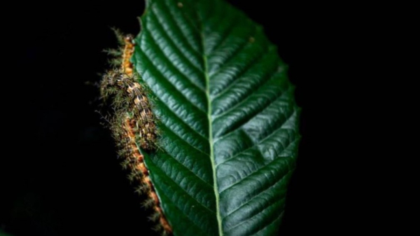(Fotos: Jose Felipe Batista e Andre Ricoy/Instituto Butantan).