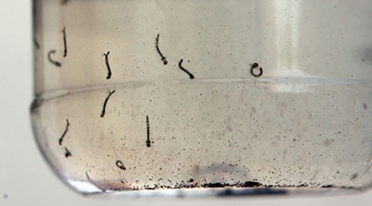 População deve evitar locais que acumulem água e proliferem as larvas do mosquito Aedes aegypti, transmissor da dengue e outras doenças (Ilustração).
