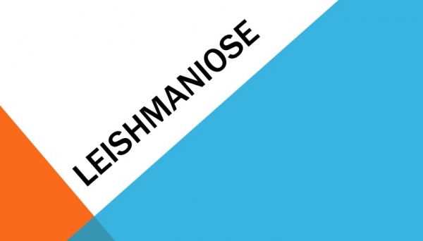 Adamantina registra novo caso de Leishmaniose Visceral