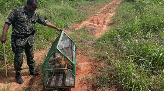 Capturado em Adamantina, lobo-guará fêmea ganha a liberdade no Parque Estadual do Rio do Peixe, na altura de Dracena (Foto: Cedida/PM Ambiental).