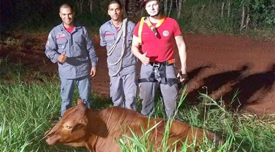 Animal foi resgatado pela equipe do Corpo de Bombeiros (Fotos: João Mário Trentini).