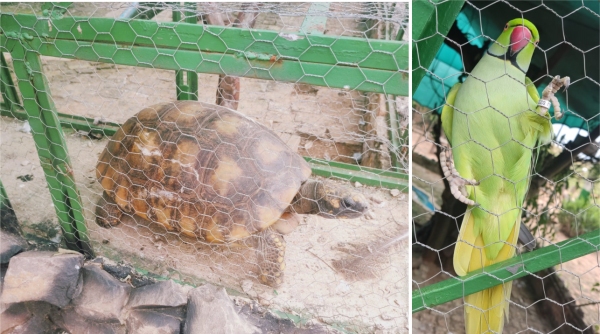 Jabuti e aves exóticas foram encontrados em chácara de Lucélia, após denúncia (Divulgação/PM Ambiental).