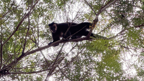 Macaco foi visto no Jardim Primavera em Adamantina (Imagem: Siga Mais).