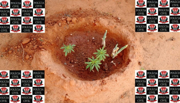 Policiais localizaram balde com 22 pés de maconha e outros 3 pés plantados em uma cova, no quintal (Foto: Deinter 8/Polícia Civil).