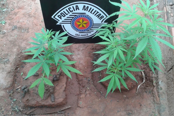 Pés de maconha foram encontrados no quintal da casa, além de porções de maconha e cocaína (Foto: Polícia Militar/Cedida).