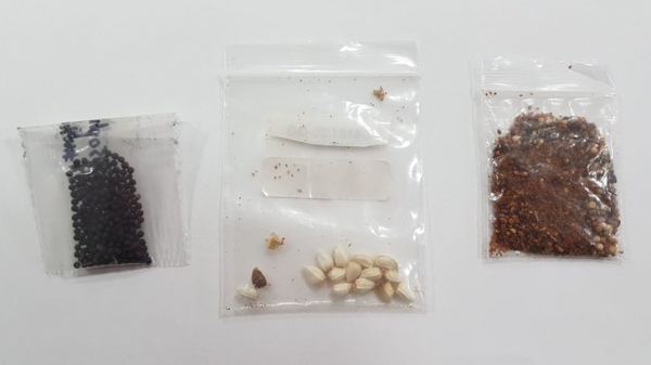 Segundo a Secretaria de Defesa Agropecuária, pacotes não solicitados devem ser entregues a órgão estadual de agricultura. Material não deve ser manuseado (Divulgação/Mapa).