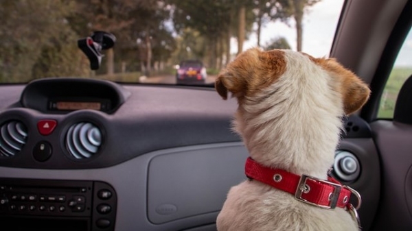 A primeira dica do Detran.SP é: nunca transporte os pets soltos no veículo (Foto de Marieke Koenders na Unsplash).