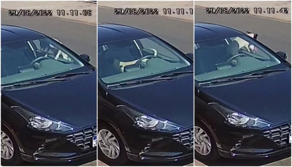 Cão entra no carro pela janela, pega a marmita e deixa o automóvel (Reprodução).