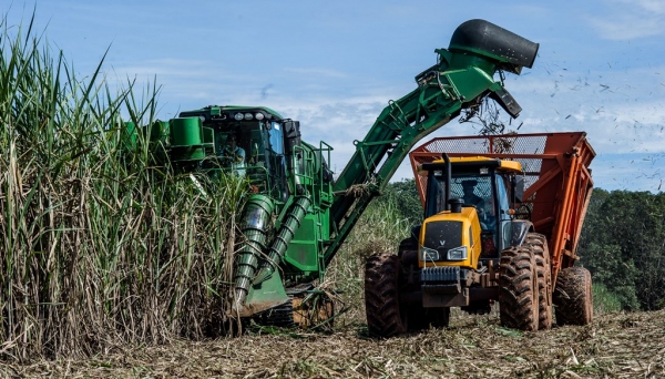 Plantio da cana-de-açúcar na região ocupa área de mais de 63 mil alqueires na região e produção deve chegar a 10,5 milhões de toneladas (Foto: Mayke Toscano/Gcom-MT).