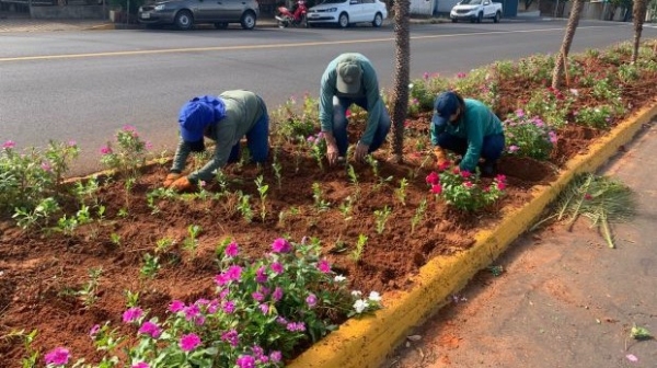 Canteiros na avenida Antonio Tiveron, proximidades do terminal rodoviário, são um dos locais onde há registro de furtos de mudas (Divulgação/PMA).