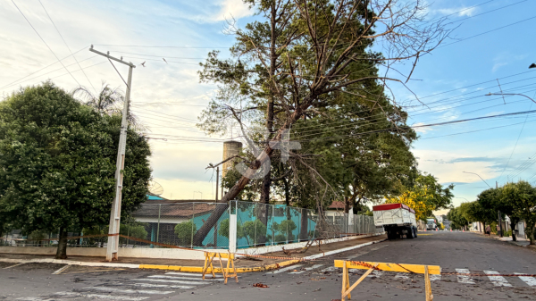 Arvore caiu neste feriado de Natal (Siga Mais).