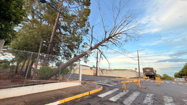 Arvore tinha pedido de poda, que nao foi atendido (Siga Mais).