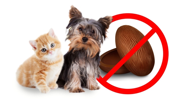 Consumo de chocolate por cães e gatos pode provocar intoxicação grave (Imagem: Ilustração).