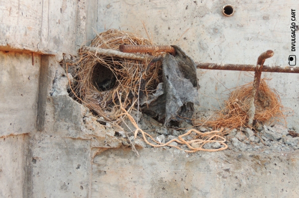 Pássaros instalaram ninhos em obra na rodovia Raposo Tavares (Foto: Divulgação/Cart).