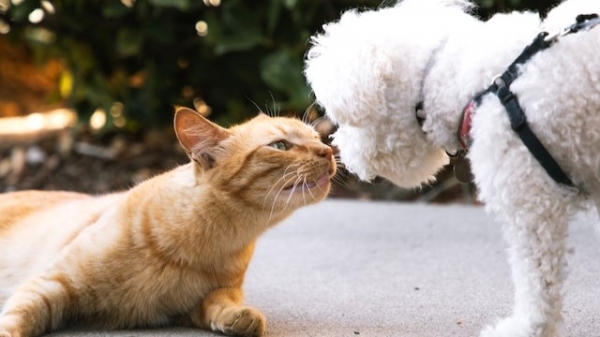 Projeto de lei preenche lacunas na base legal para criação de pets, busca coibir a exploração ilegal de cães e gatos, a venda de animais roubados, contrabandeados ou provenientes de criadores clandestinos e o abandono (Foto: Noelle/Unsplash).