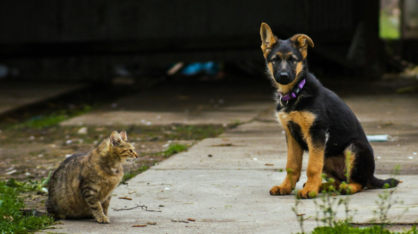 Programa oferece 200 vagas para cachorros e gatos (Imagem: Nygi/Unsplash).
