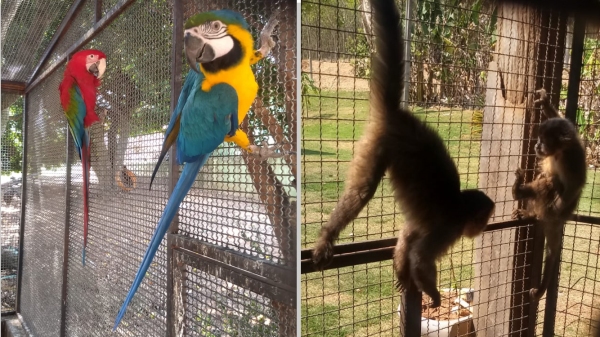 As araras e os macacos-prego, localizados pela Polícia Militar Ambiental em viveiros, em Osvaldo Cruz (Cedida/PM Ambiental).