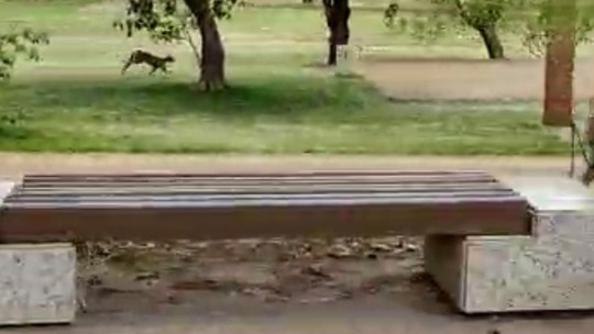 Onça-parda atravessa o Parque do Povo, em Presidente Prudente (Imagem: Leonardo Linhares).