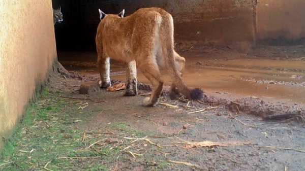 Duas on?as flagradas pelas c?meras de monitoramento em uma das travessias subterr?neas na SP-425, entre Martin?polis e Prudente (Divulga??o/Eixo SP).