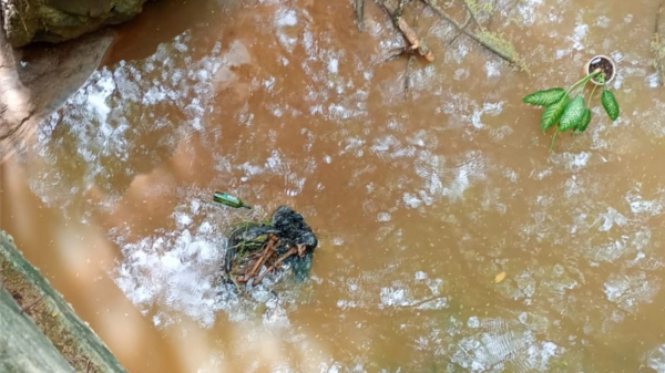 Ossos envoltos em uma corrente e o vaso da planta Comigo-ninguem-pode com uma faca (Redes Sociais).