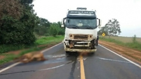 Quatro animais soltos na pista morreram após colisão. Veículo de carga teve a frente danificada (Cedida).