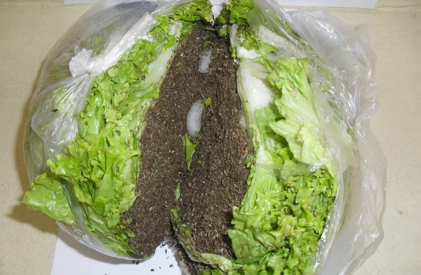 Folhas de alface escondiam maconha. Droga seria levada por visitante a detento (Foto: Cedida/SAP).