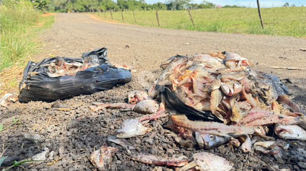 Descarte de restos de peixes em estrada rural de Adamantina (Siga Mais/24/03/2025).