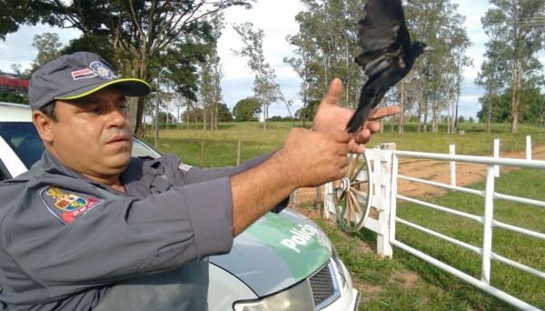 Pássaro foi posto em liberdade pelos policiais ambientais em Emilianópolis (Foto: Cedida/PolÃcia Ambiental).
