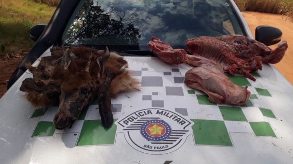 Carcaça e carne do animal, ameaçado de extinção, foram encontradas na propriedade rural (Cedida/PM Ambiental).