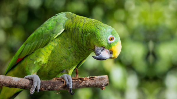 Homem passou a cuidar do papagaio como membro da familia (Imagem ilustrativa: David Clode/Unsplash).