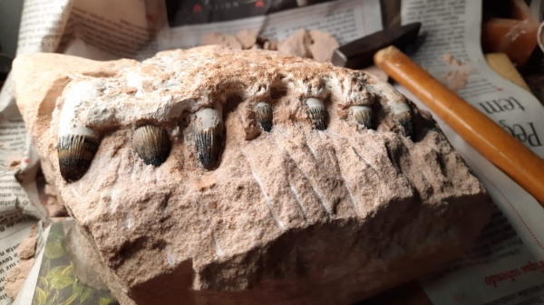 Um dos fósseis localizados durante a escavação de uma galeria para escoamento de água das chuvas (Divulgação/Eixo SP).