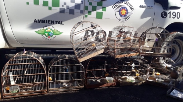 Aves resgatadas pela PM Ambiental foram soltas no Parque Estadual do Rio do Peixe (Cedida/PM Ambiental).