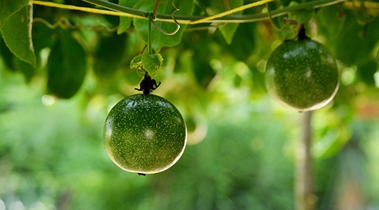Fruticultura é uma das áreas que serão abordadas no Bunkyo Rural, nesta sexta e sábado, em Adamantina (Imagem: Pixabay).