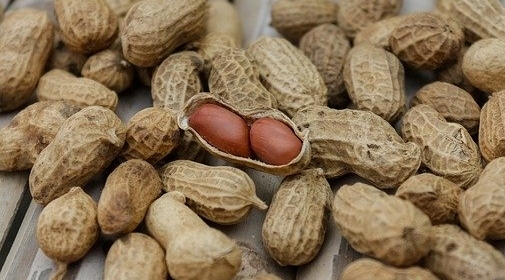 Região do oeste paulista é grande produtora e exportadora de amendoim (Foto: Pixabay).