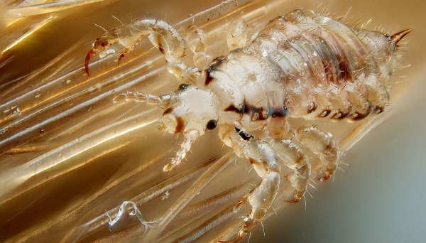 Ação orientou as crianças e cuidadores quanto aos cuidados com piolhos (Imagem: Ilustração).