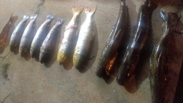 Pescados foram doados à Instituição Carlos Pegoraro, em Adamantina (Cedida/PM Ambiental).