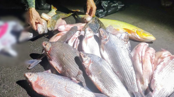 Foram apreendidos 29 quilos de pescados, em periodo da piracema  (Cedida/PM Ambiental).