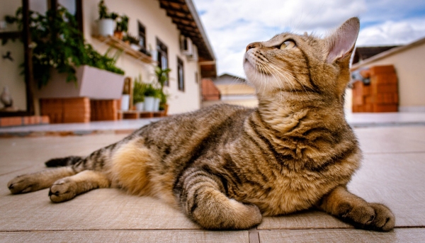 Conheça técnicas e estímulos para ajudar o pet a se adaptar ao novo lar (Foto: Pixabay).
