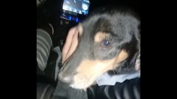 Animal, com ferimentos na região do ânus, foi atendido por médico veterinário e está sob cuidados de protetores de animais (Reprodução).